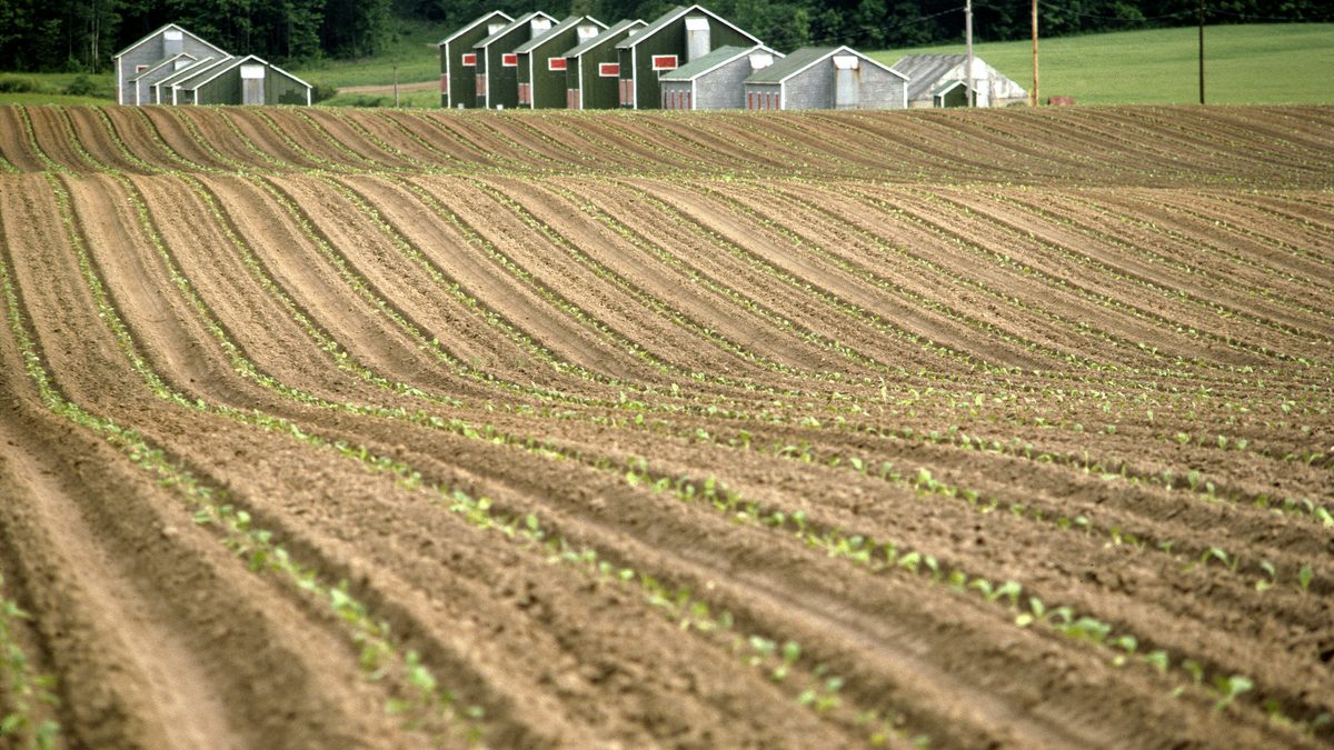 Cultivated agricultural field with neat rows of young crops